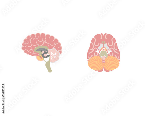 human brain, internal organs anatomy body part nervous system, vector illustration cartoon flat character design clip art