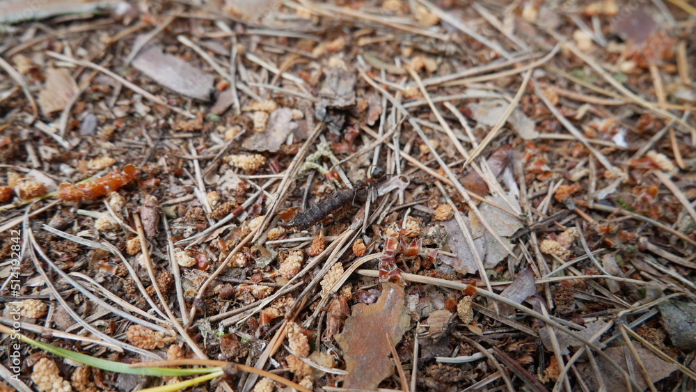 Forest litter in coniferous forests on the Baltic coast Forest litter in coniferous forests on the Baltic coast