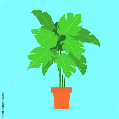 monstera in a flower pot