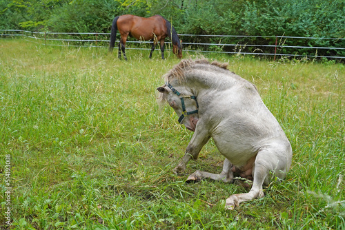 Shetland pony Fredo at pasture photo