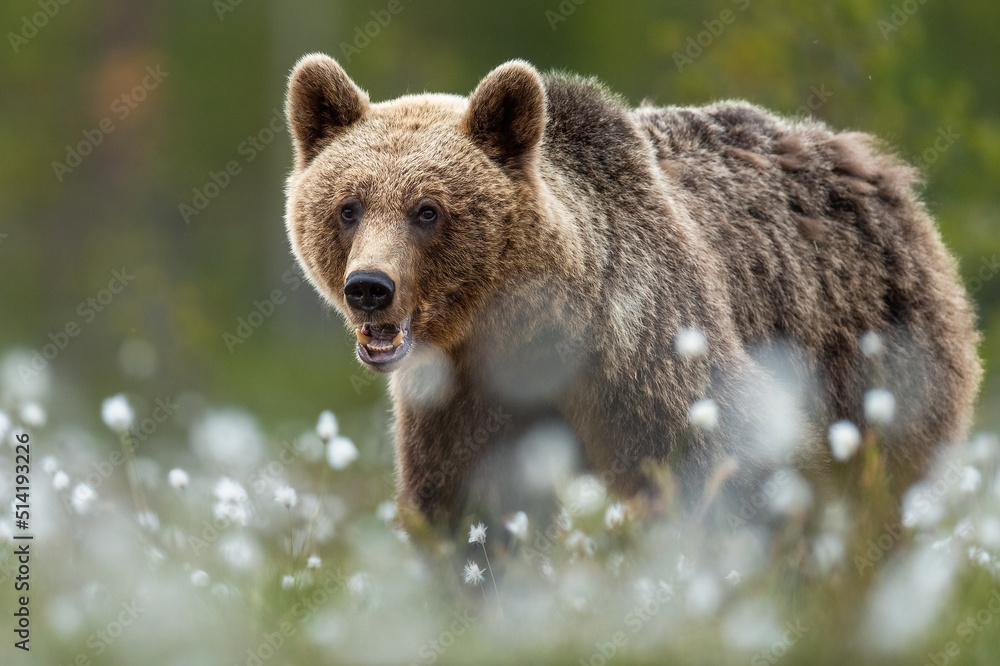 Obraz premium Brown bear at summer evening with canines