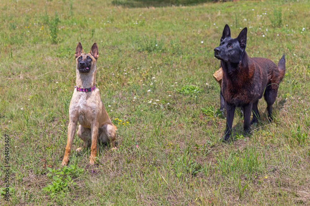 German Shepherd Dogs Stock Photo | Adobe Stock