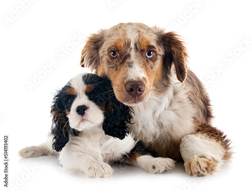 Miniature American Shepherd and cavalier king charles