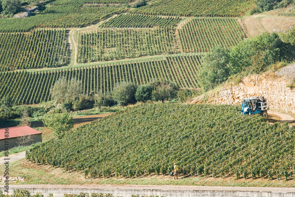 Les vendanges dans le vignoble bourguignon. Un tracteur dans les vignes. Un enjambeur dans des vignes. Le travail de la vigne en été. La Côte-d'Or.