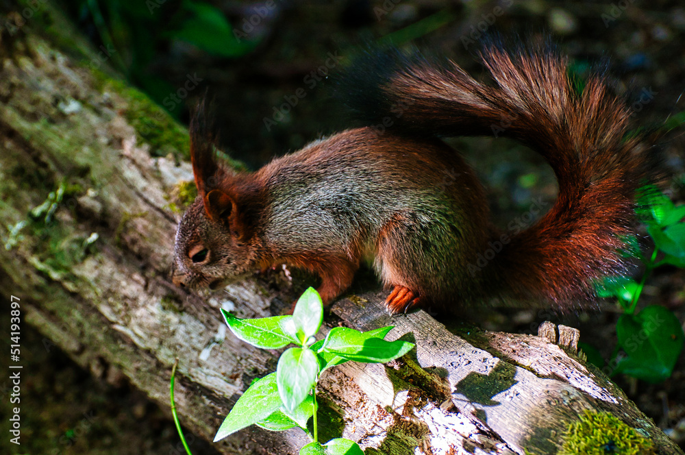 Rotes Eichhörnchen Rotes Eichhörnchen