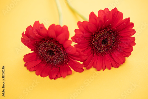 red gerbera  flower on yellow background  macro photo