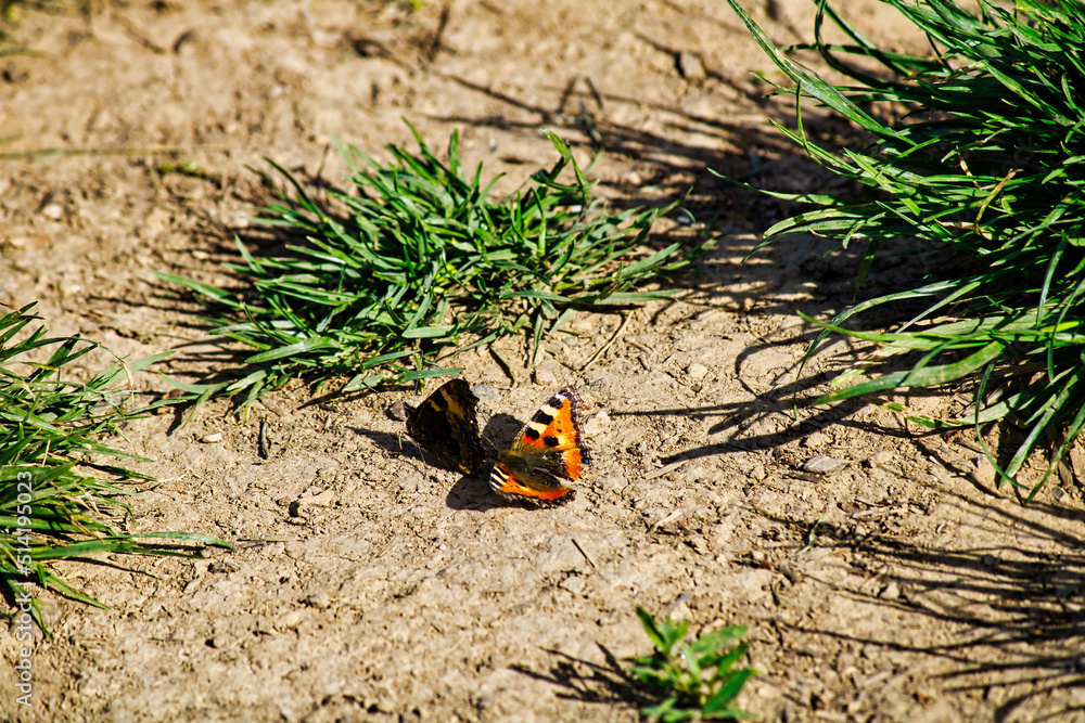 Kleiner Schmetterling Falter in der Natur Kleiner Schmetterling Falter in der Natur
