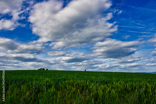 Feld Landschaft im Fr  hling mit blauem Himmel