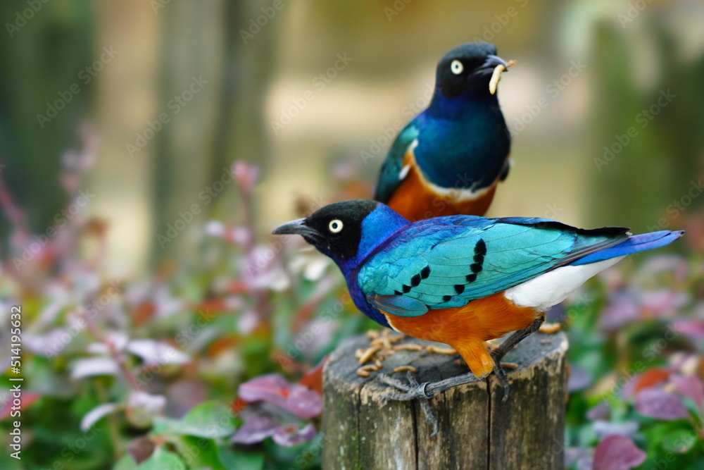 Obraz premium bird on a tree