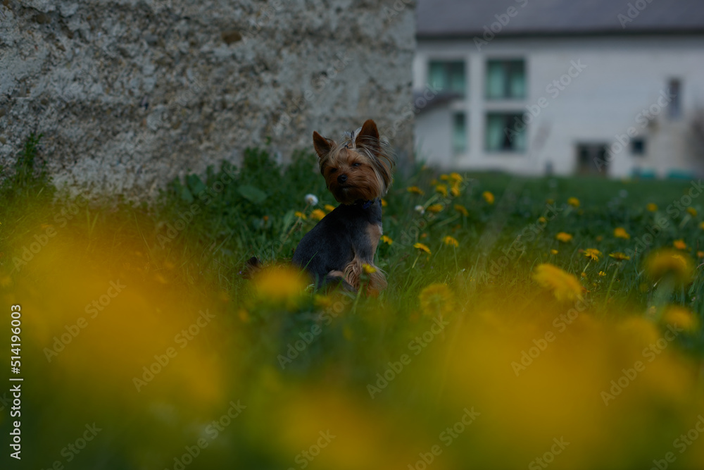 Obraz premium rabbit in the grass