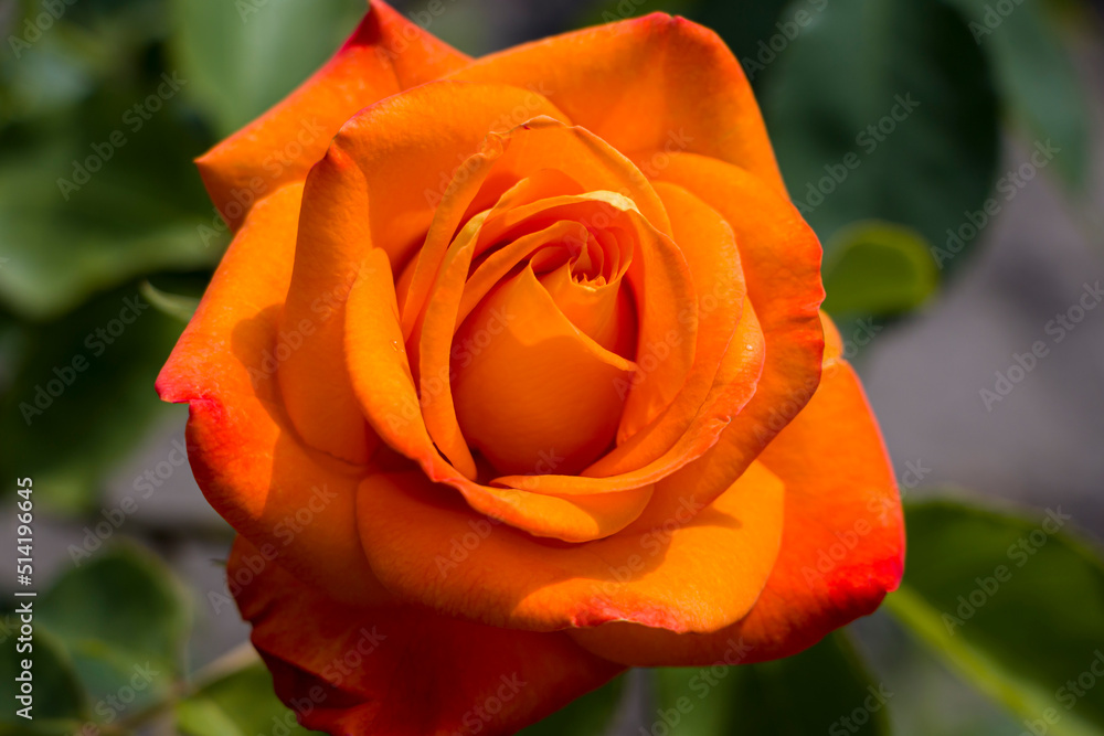 Rose flower. Orange rose flower. selective focus. Rose flower. Orange rose flower. selective focus.
