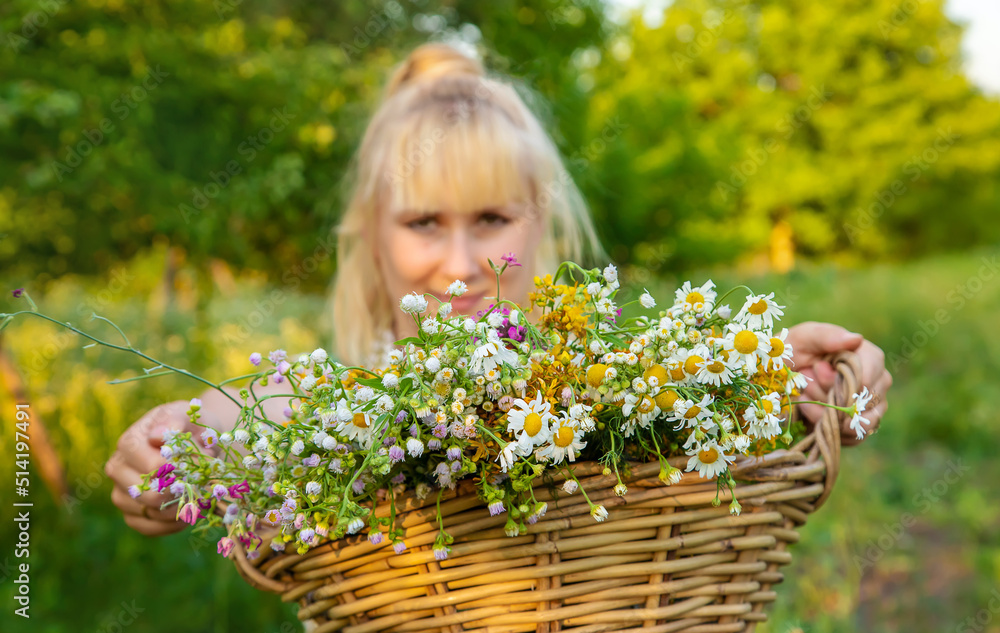 A woman collects medicinal herbs. Selective focus. A woman collects medicinal herbs. Selective focus.