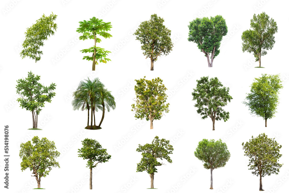 Isolated big tree on white background ,The collection of trees.Large trees database Botanical garden organization elements of Asian nature in Thailand, tropical trees isolated used for design, Isolated big tree on white background ,The collection of trees.Large trees database Botanical garden organization elements of Asian nature in Thailand, tropical trees isolated used for design,