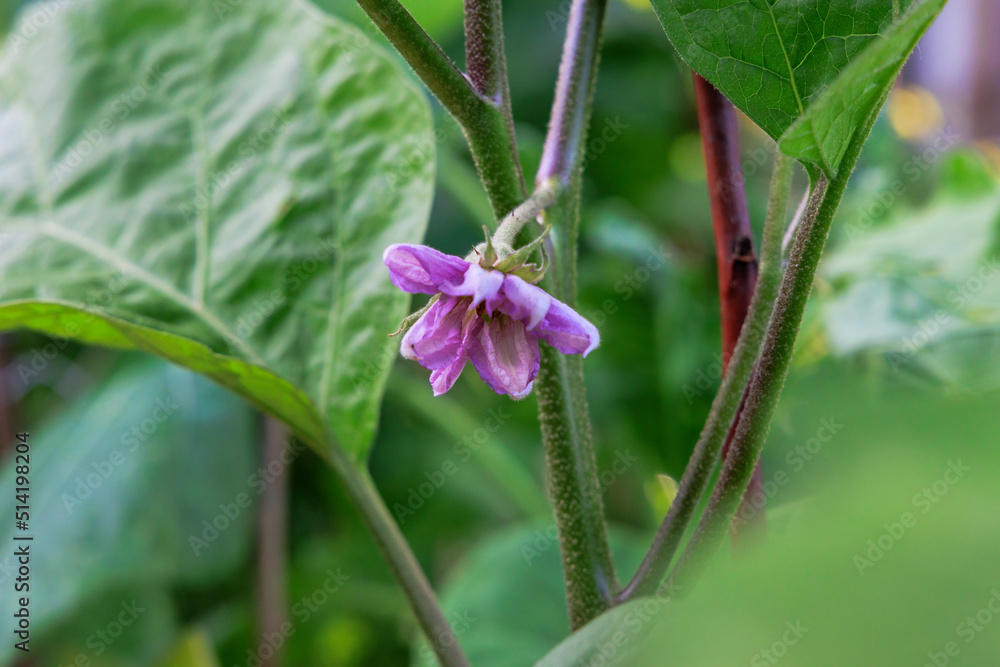 Young flower of eggplant plant in garden between leaves Young flower of eggplant plant in garden between leaves