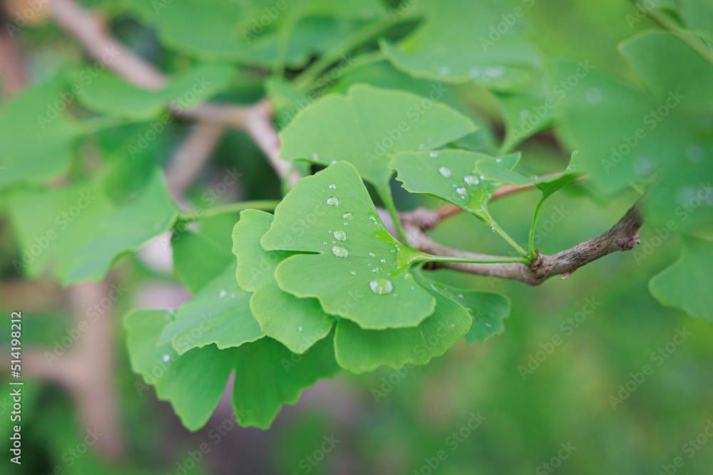 Fresh green ginkgo leaves on tree in garden after rain with water drops Fresh green ginkgo leaves on tree in garden after rain with water drops