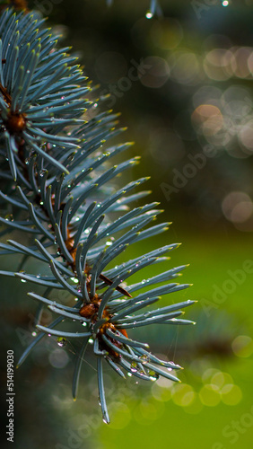 Macro d'aiguilles de sapin