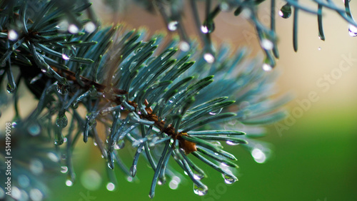 Macro d aiguilles de sapin