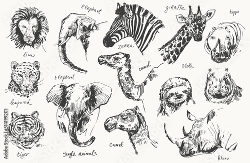 Abstract hand drawn jungle animals portrait illustration