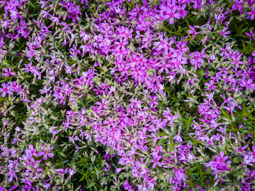 Creeping phlox flowering plant in back yard Creeping phlox flowering plant in back yard
