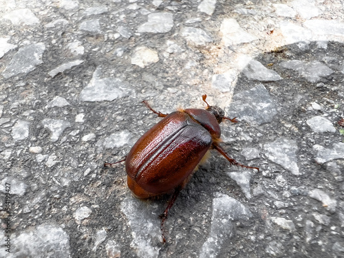 Cockchafer is also known as maybug or maybeetle photo