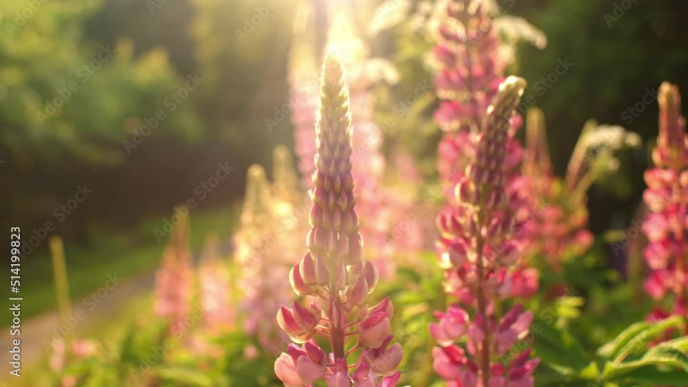 Beautiful meadow natural pink flowers with sunlight summer botanical plant macro tracking shot Beautiful meadow natural pink flowers with sunlight summer botanical plant macro tracking shot