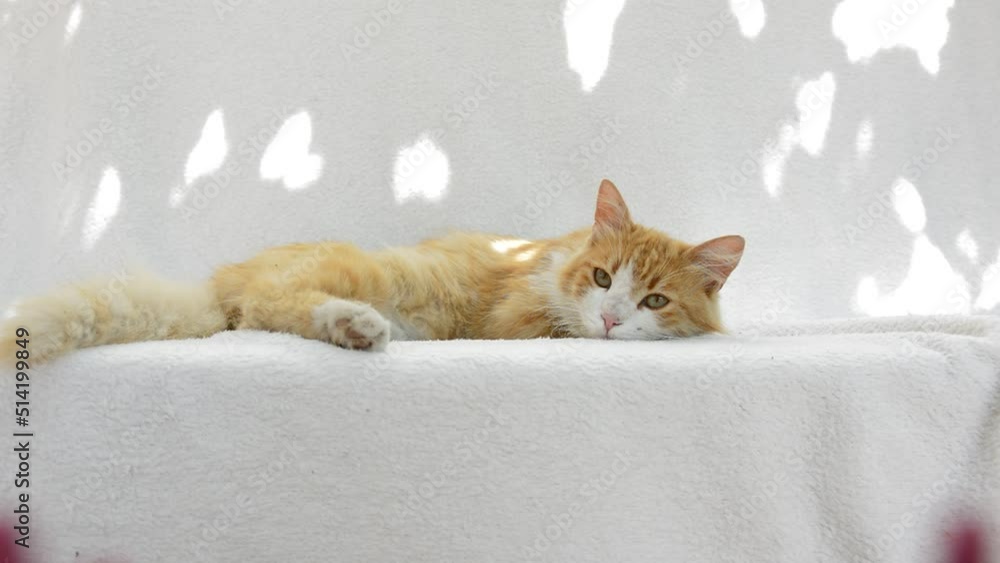 Video ginger fluffy cat with interest looking in different directions and lying on a white background. Video ginger fluffy cat with interest looking in different directions and lying on a white background.