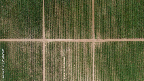 Tableau sur toile Parcelles de maïs rectangulaires délimitées par des sentiers utilisés par les agriculteurs