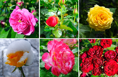 Roses in the garden at different times of the year.