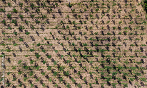 Plantation d'arbres vue du ciel. Ensemble d'arbres bien alignés et identiques provenant d'une pépinière. photo