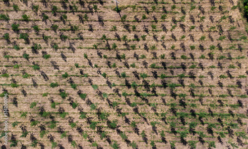 Plantation d'arbres vue du ciel. Ensemble d'arbres bien alignés et identiques provenant d'une pépinière.