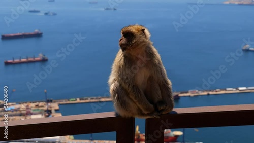 Barbary Macaque Sitting On The Fence At The Upper Rock Nature Reserve In Gibraltar. - close up
