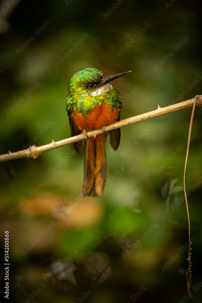Majestic and colourfull bird in the nature habitat. Birds of northern Pantanal, wild brasil, brasilian wildlife full of green jungle, south american nature and wilderness. Majestic and colourfull bird in the nature habitat. Birds of northern Pantanal, wild brasil, brasilian wildlife full of green jungle, south american nature and wilderness.