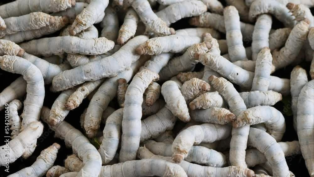 Crowded hungry adult silkworms crawling in a pile and looking for food, 4k real time footage zoom out effect. Crowded hungry adult silkworms crawling in a pile and looking for food, 4k real time footage zoom out effect.