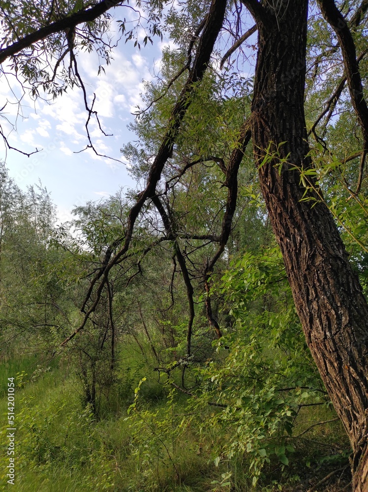 trees in the woods