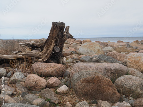 Withered tree trunk and rocks at Lahemaa National Park, Estonia