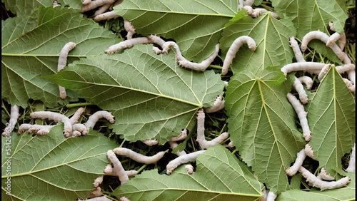Many mature silkworms eat fresh mulberry leaves till everything is gone, 4k time lapse footage, agriculture concept. photo
