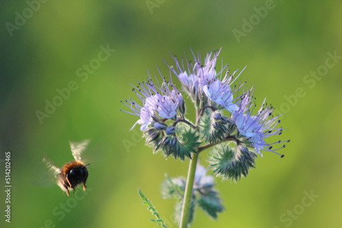 bombus soroeensis et hypnorum