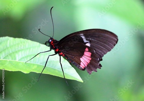 Tropical butterfly in mangrove. Butterflies are insects in the macrolepidopteran clade Rhopalocera from the order Lepidoptera.