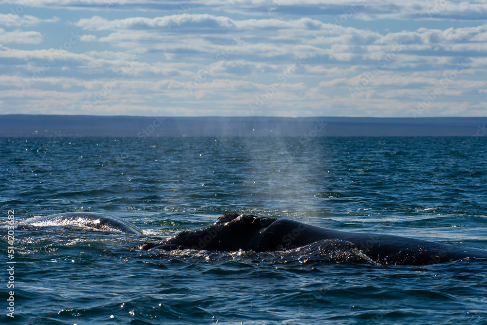 Sohutern right whale breathing in the surface, Peninsula Valdes, Unesco World Heritage Site, Patagonia,Argentina Sohutern right whale breathing in the surface, Peninsula Valdes, Unesco World Heritage Site, Patagonia,Argentina