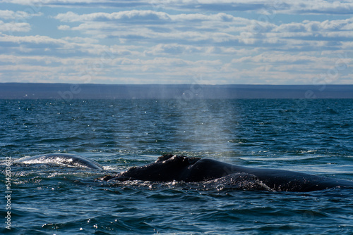 Sohutern right whale breathing in the surface, Peninsula Valdes, Unesco World Heritage Site, Patagonia,Argentina