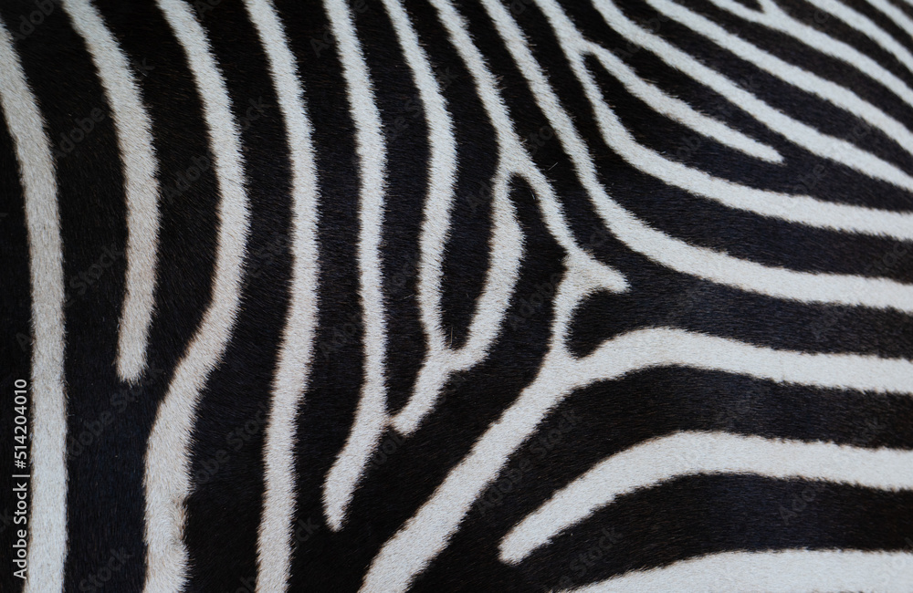a close-up of a zebra's fur a close-up of a zebra's fur
