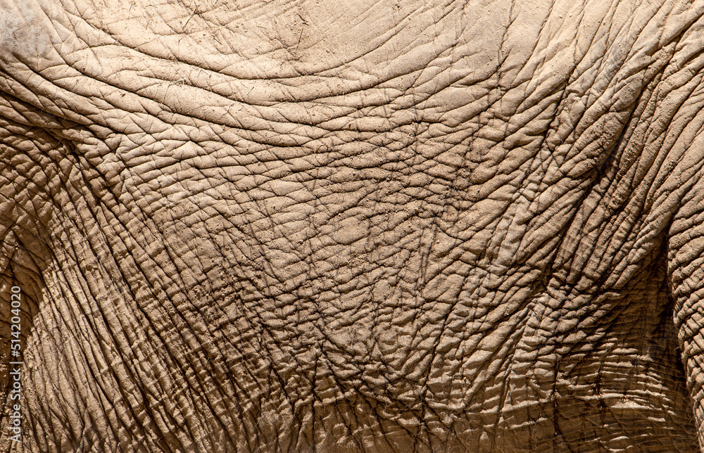 a close-up with the texture of an elephant's skin a close-up with the texture of an elephant's skin