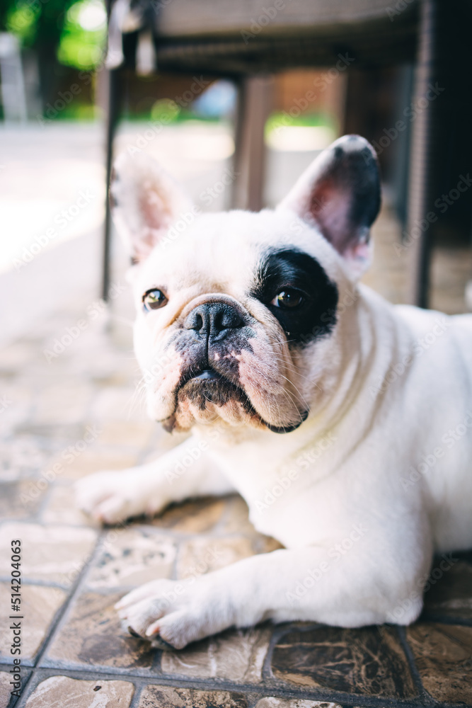 White and Black French Bulldog is looking in the camera