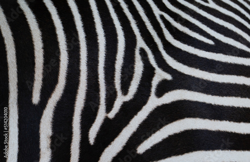 a close-up of a zebra's fur