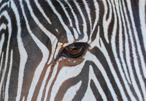 a close-up with the eye of a zebra