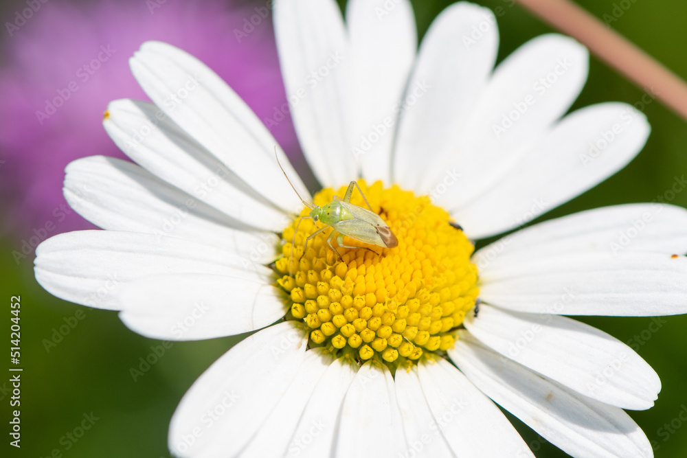 Tiny green bug on small white flower