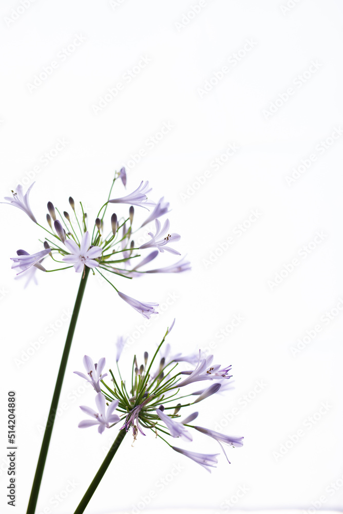 Naklejka premium 満開のアガパンサス