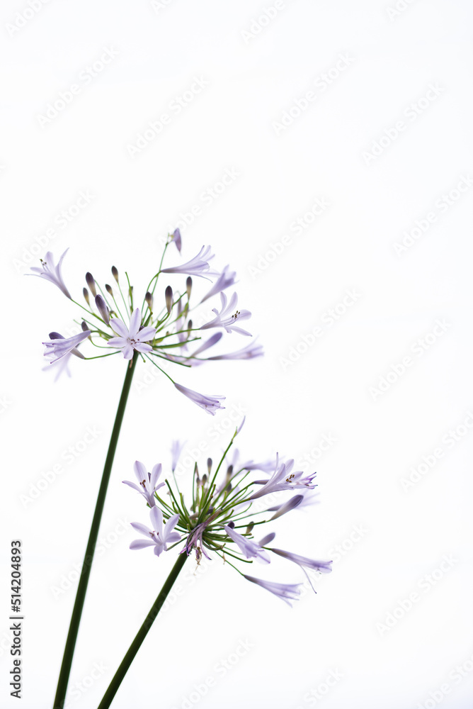 Naklejka premium 満開のアガパンサス