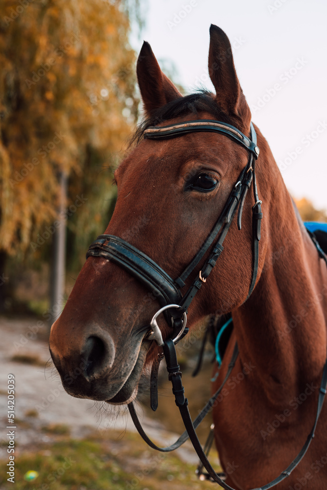 The muzzle of a horse against the backdrop of an autumn landscape The muzzle of a horse against the backdrop of an autumn landscape