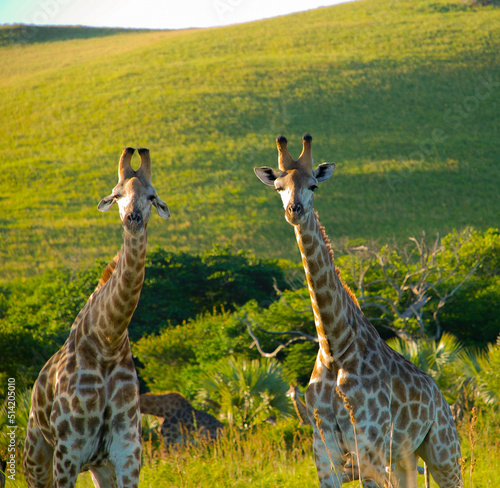 Photography Two giraffes